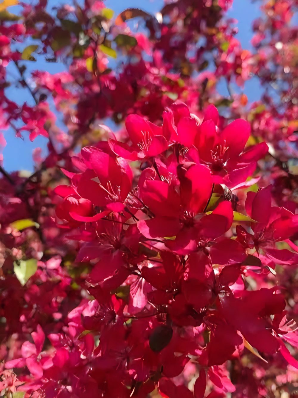 Malus Tom Matthews (25lt)