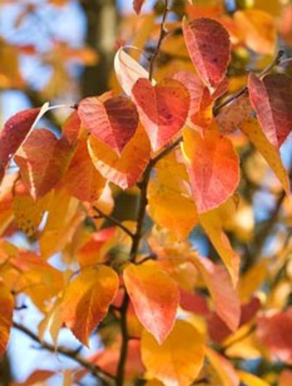 Malus tschonoskii (25lt)