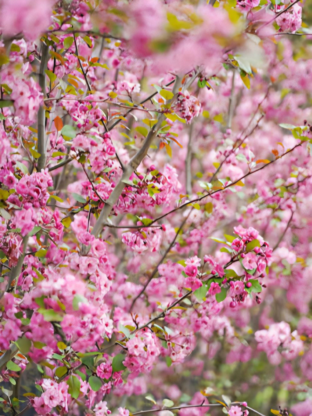 Malus Wychwood Ruby (25lt)