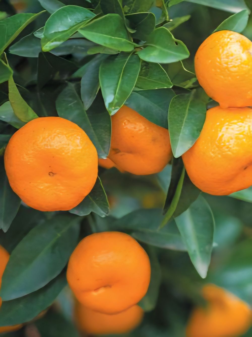 Mandarin Amigo (6lt)