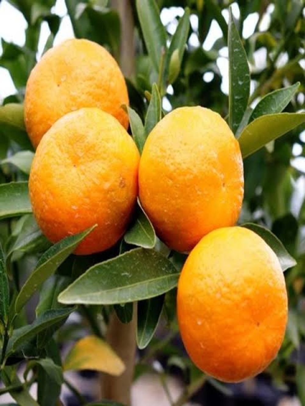 Mandarin Emperor (4lt)