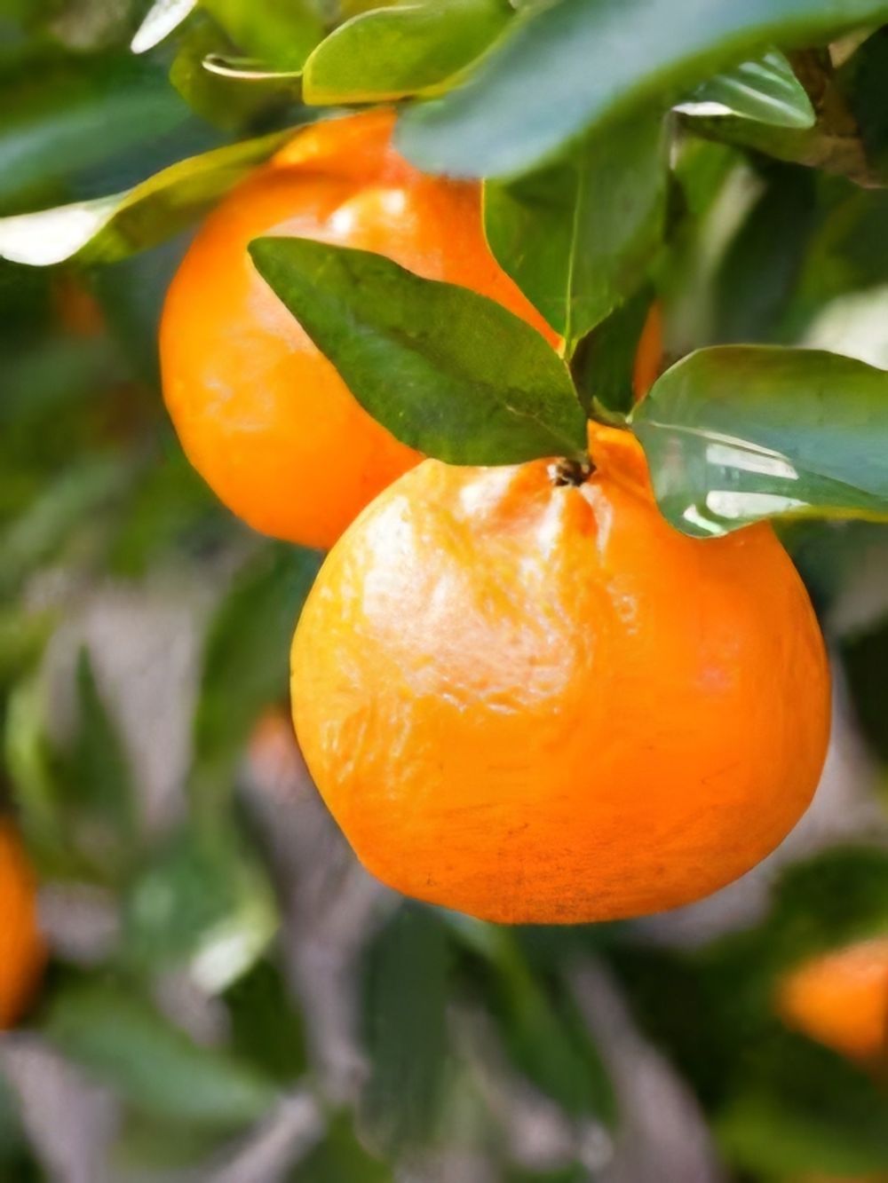 Mandarin Imperial (25lt)