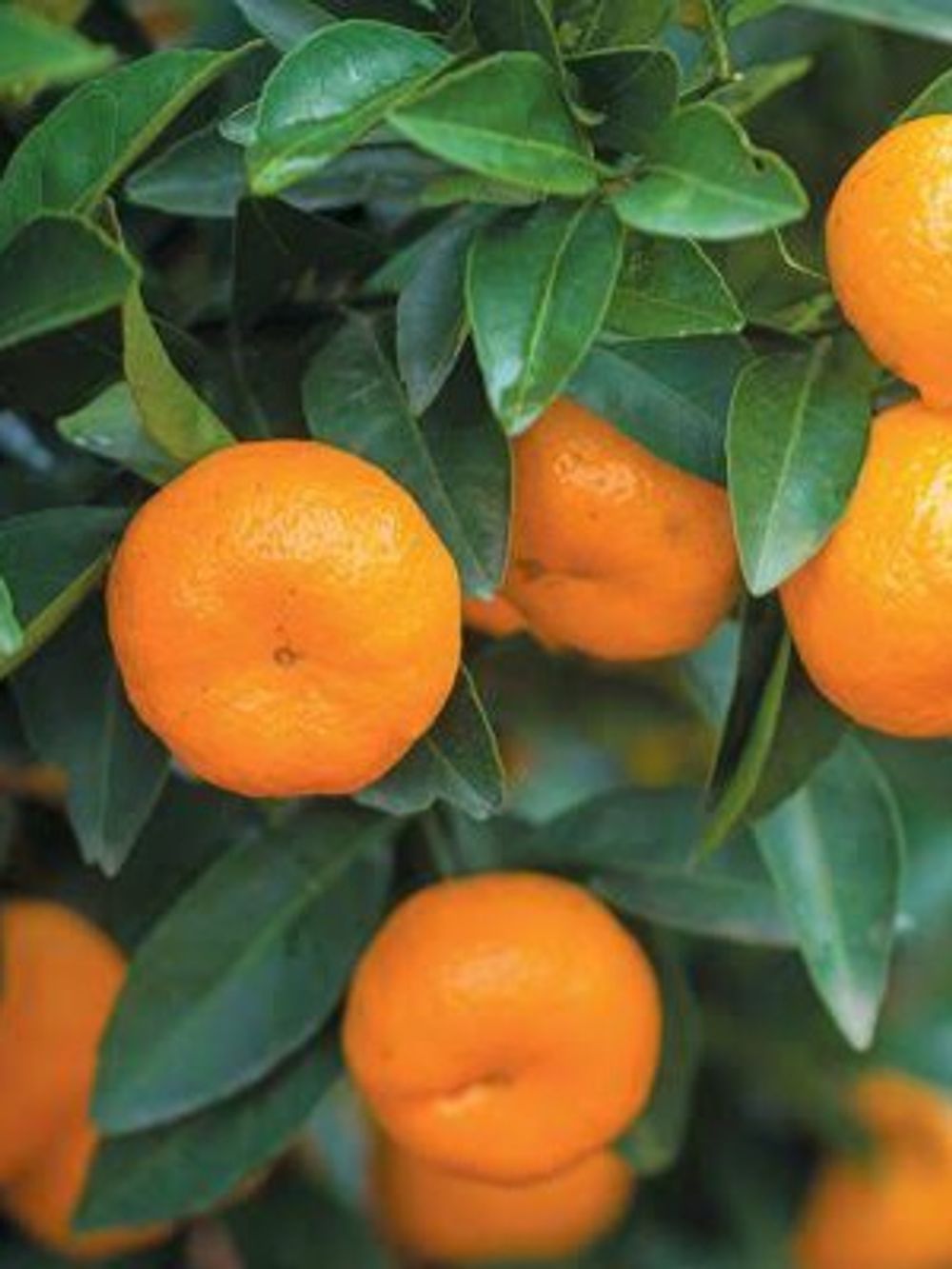 Mandarin Dwarf Imperial (4lt)