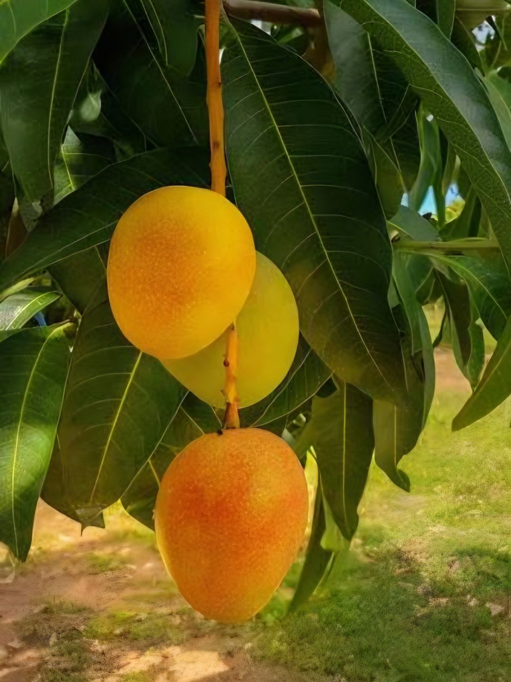 Mango Kensington Pride (5lt)