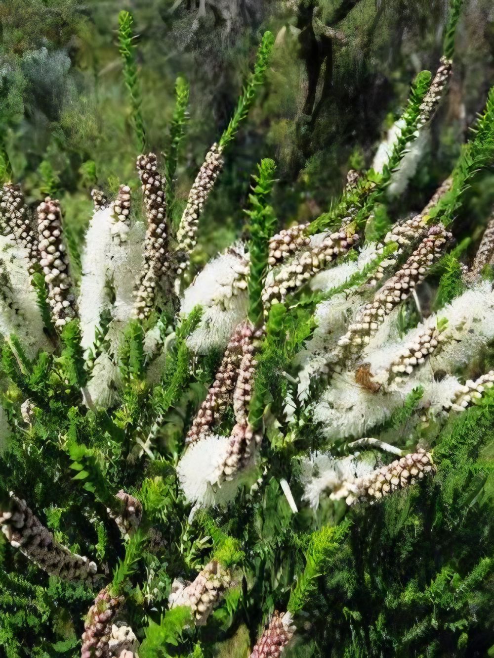 Melaleuca Huegelii (6lt)