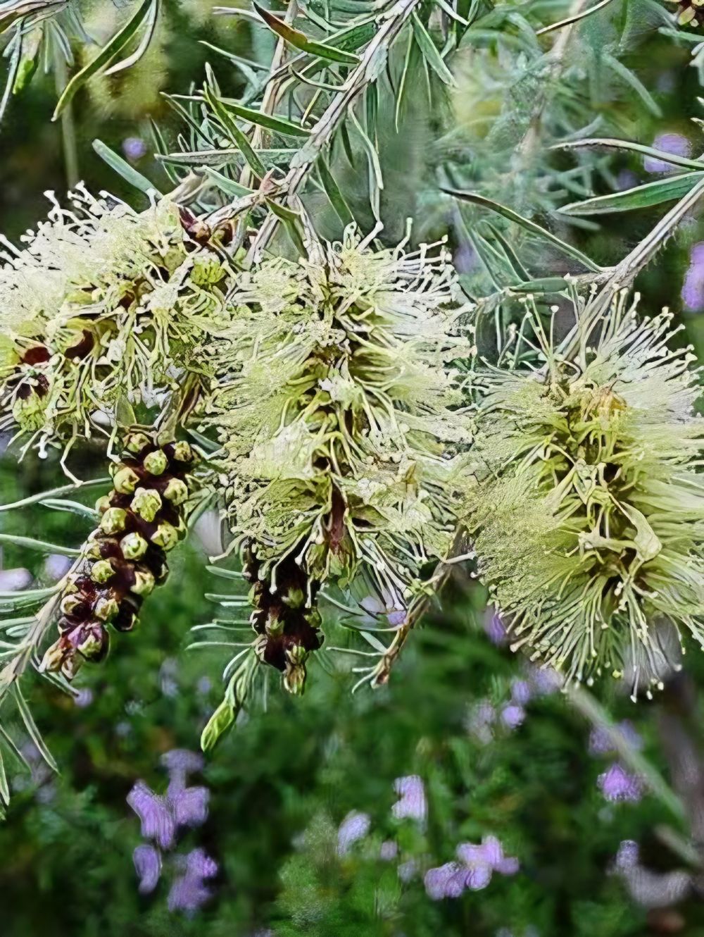 Melaleuca incana Grey Honey Myrtle (6lt)