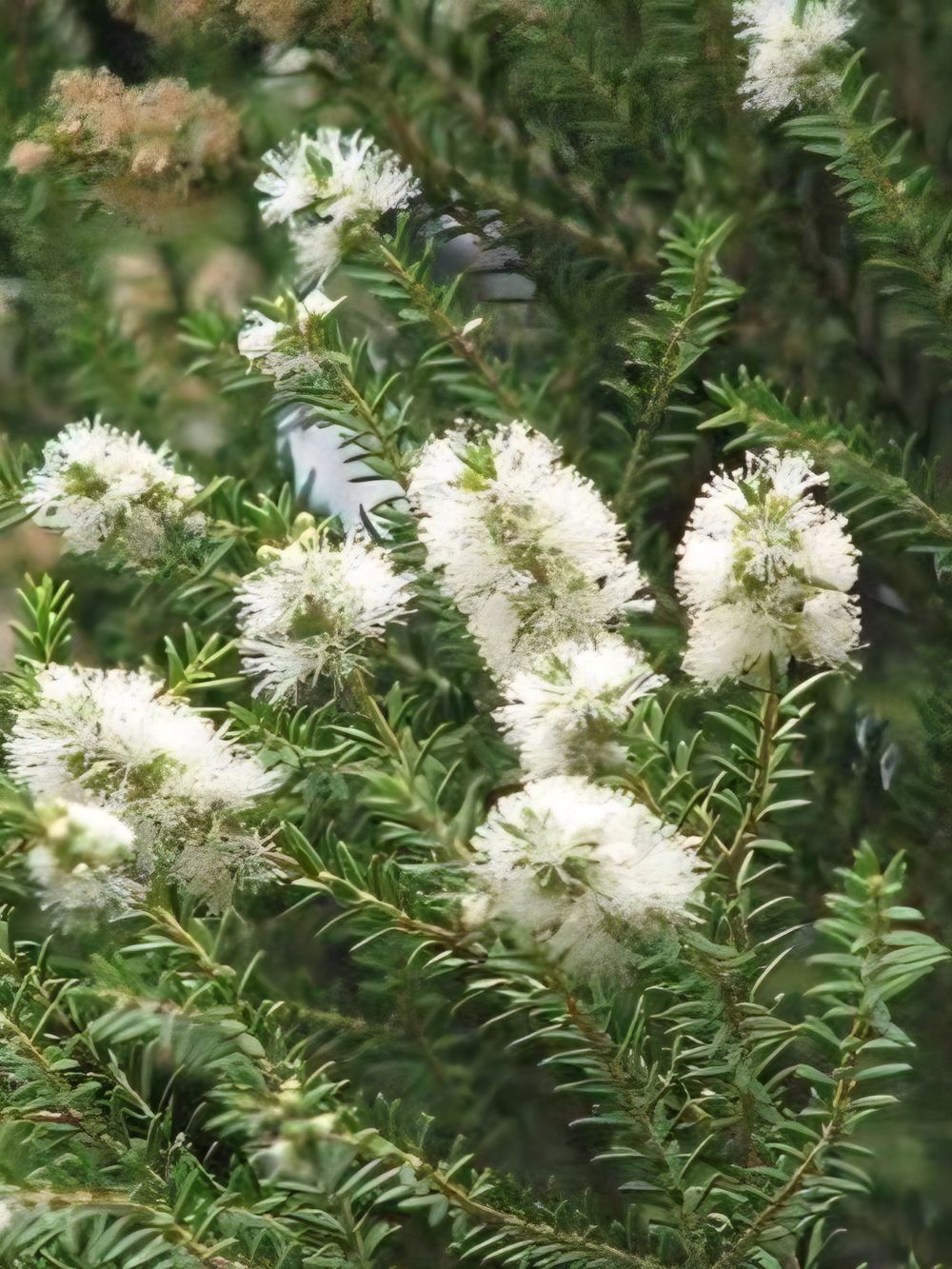 Melaleuca Lanceolata Rottnest Island Tea Tree (6lt)