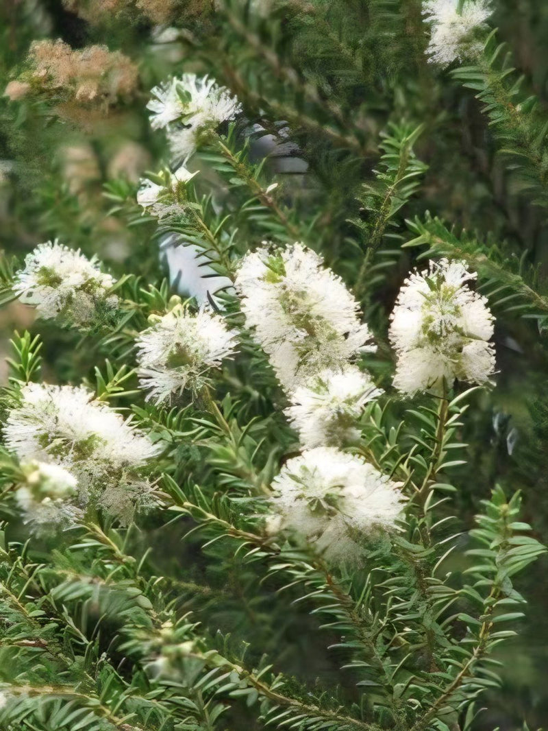 Melaleuca Lanceolata Rottnest Island Tea Tree (6lt) – Everyday Potted ...