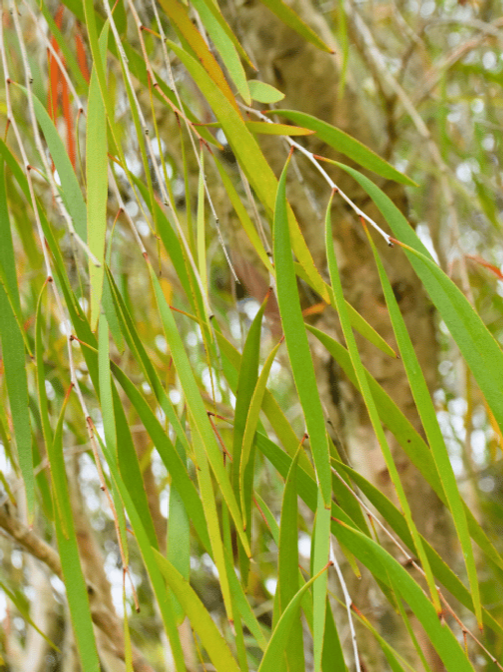 MELALEUCA LEUCADENDRAWEEPING PAPERBARK FINE LEAF FORM (6LT)