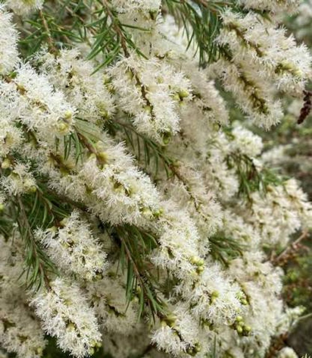 MELALEUCA LINARIAFOLIA SNOW IN SUMMER (6LT)