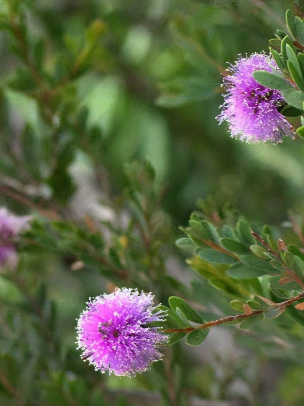 Melaleuca nesophila Little Nessie (14cm)