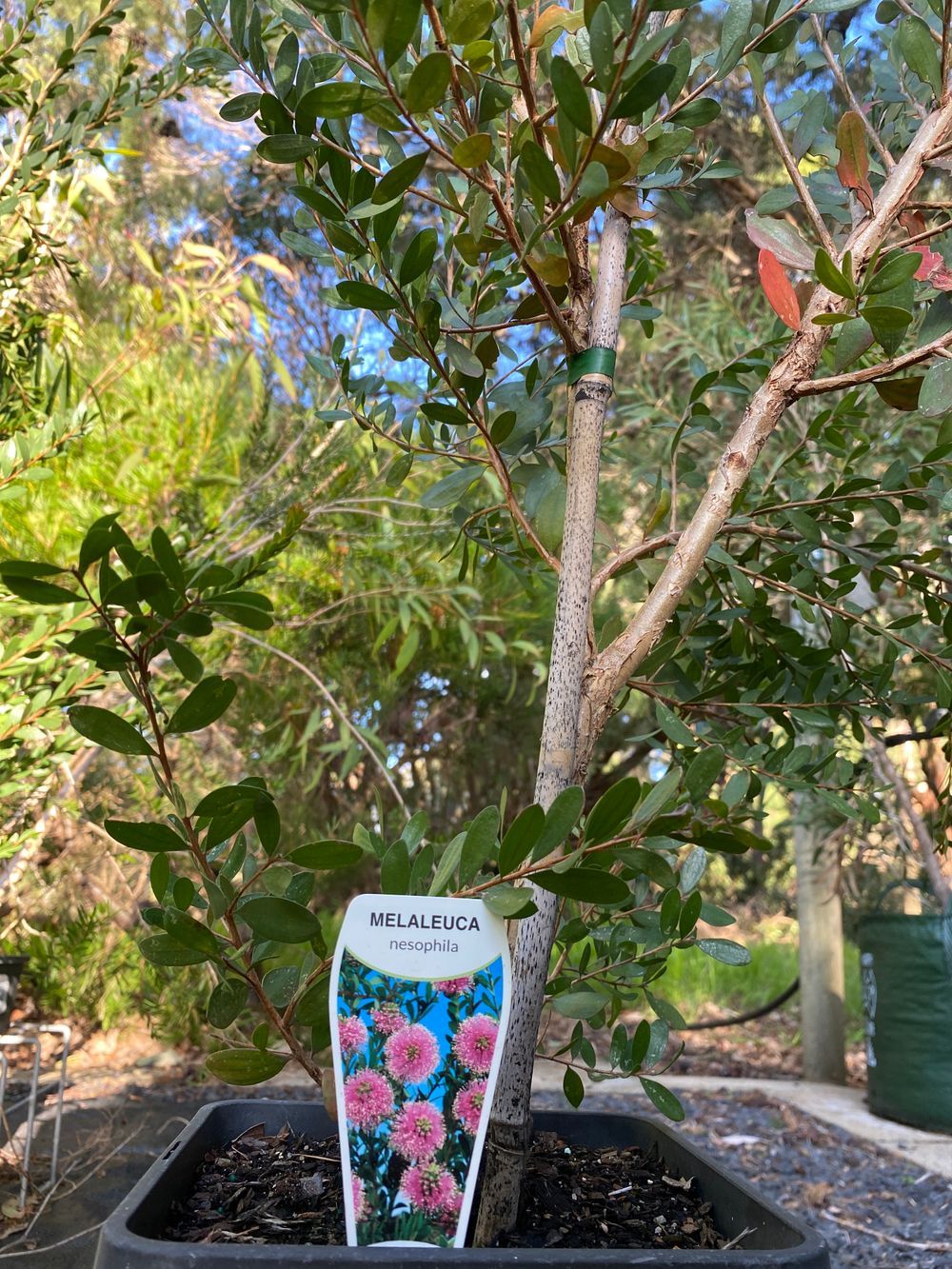 MELALEUCA NESOPHILA (6LT)