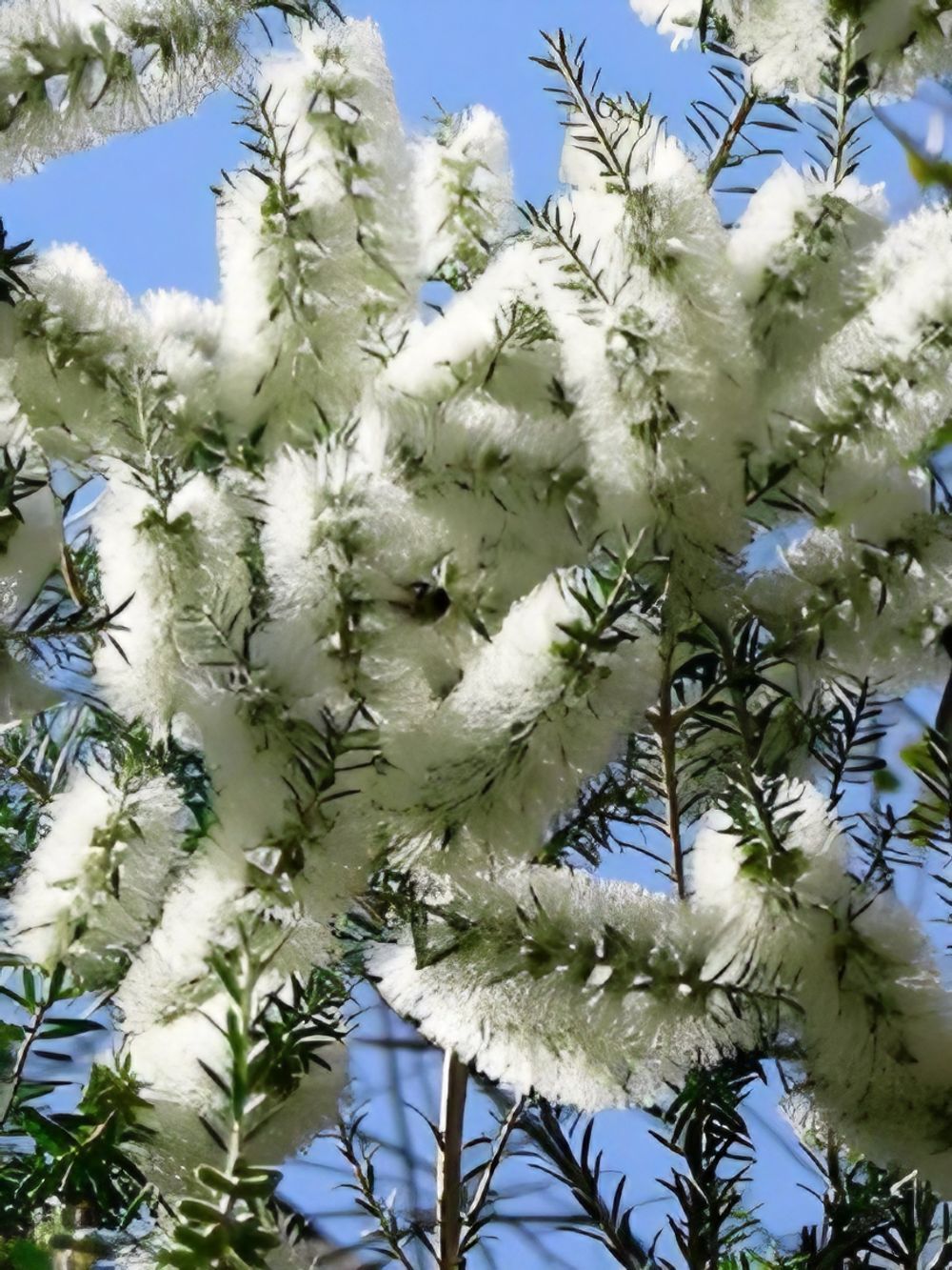 Melaleuca Preissiana Stout Paperbark (6lt)