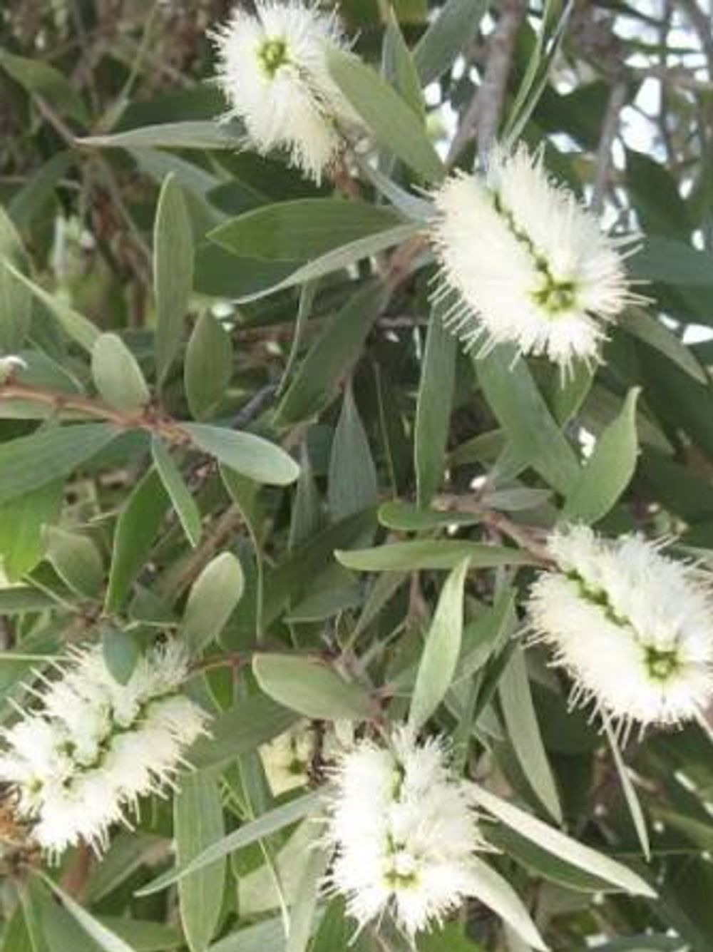 Melaleuca quinquenervia Broad Leaf Paperbark (35lt)
