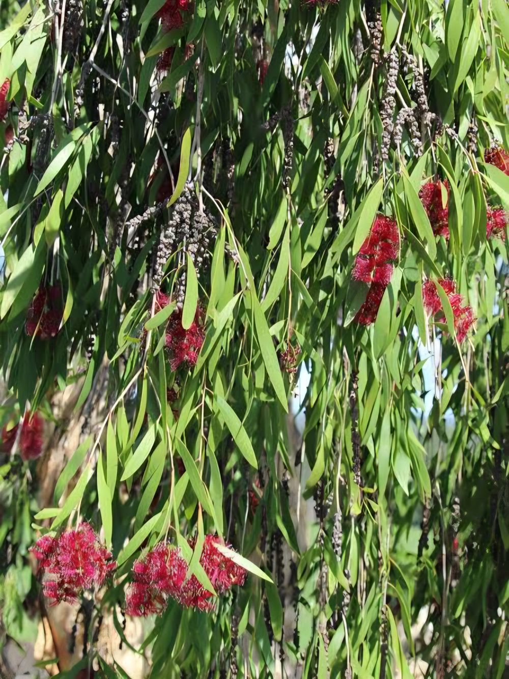 Melaleuca viridiflora var rubiflora (35lt)