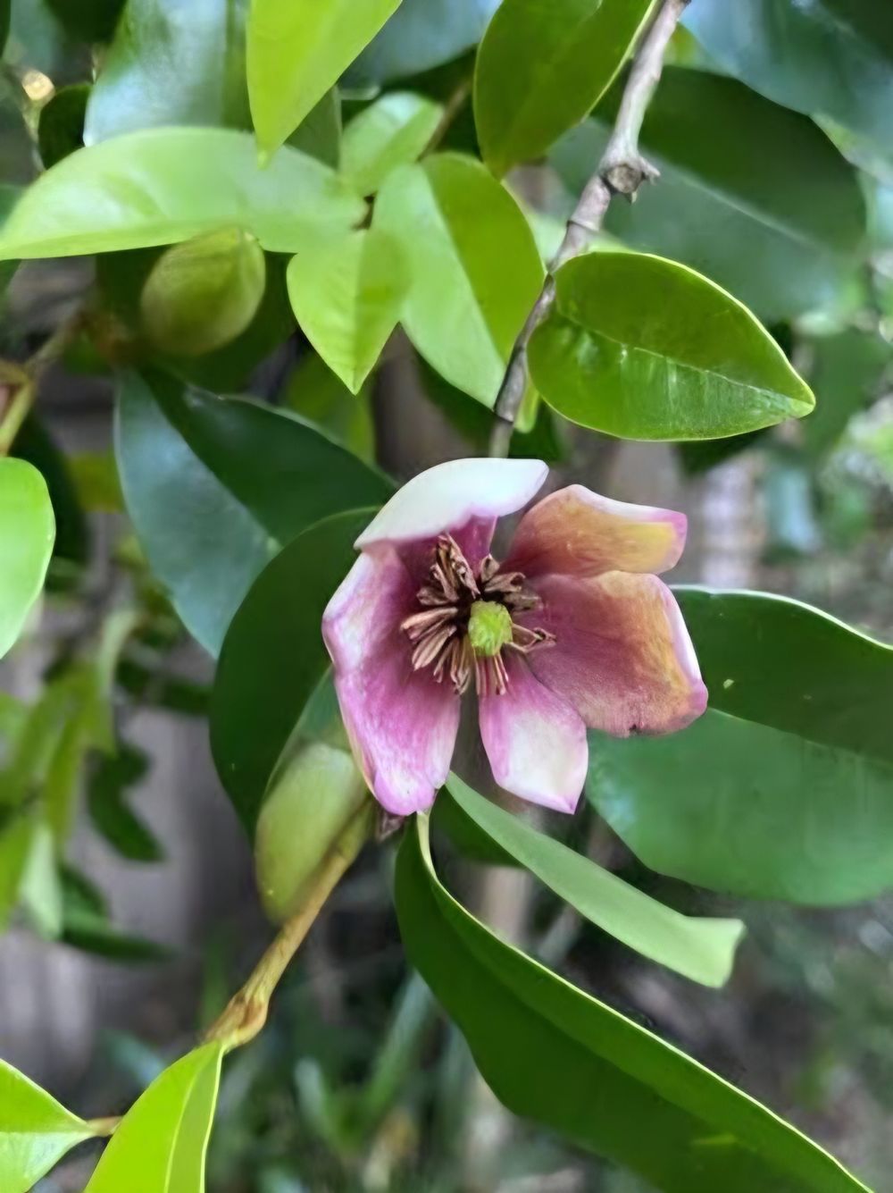Michelia figo Port Wine Magnolia (20cm)