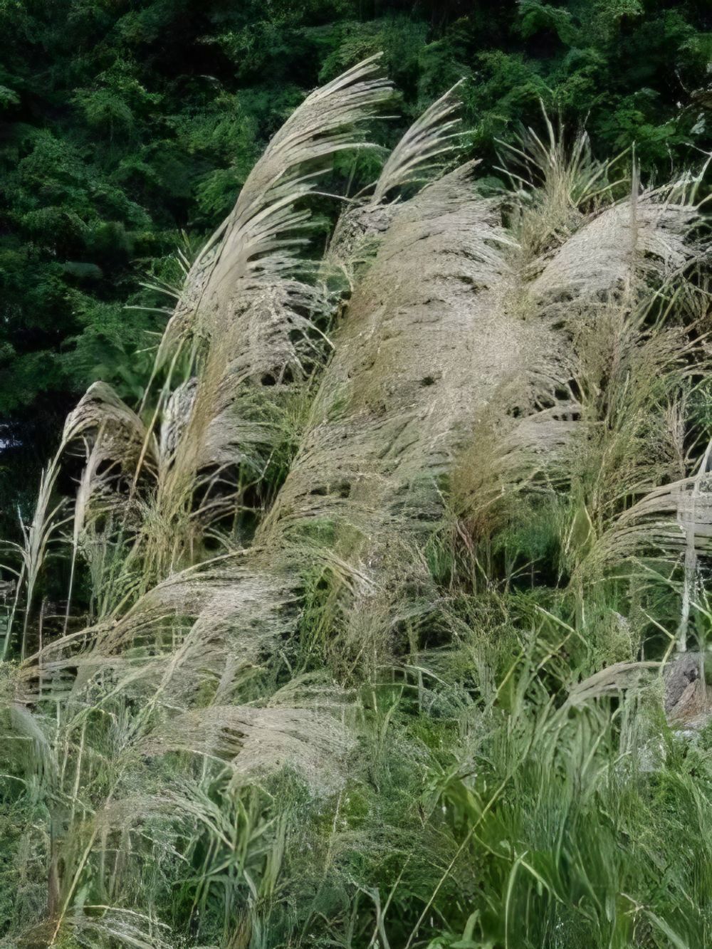 Miscanthus sinensis Chinese Silver Grass (20cm)