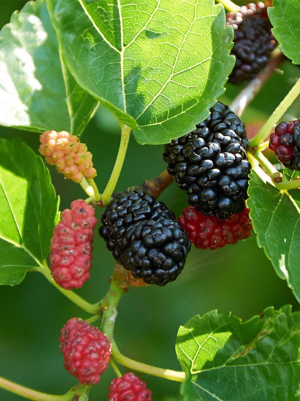 Mulberry English Black (25lt)