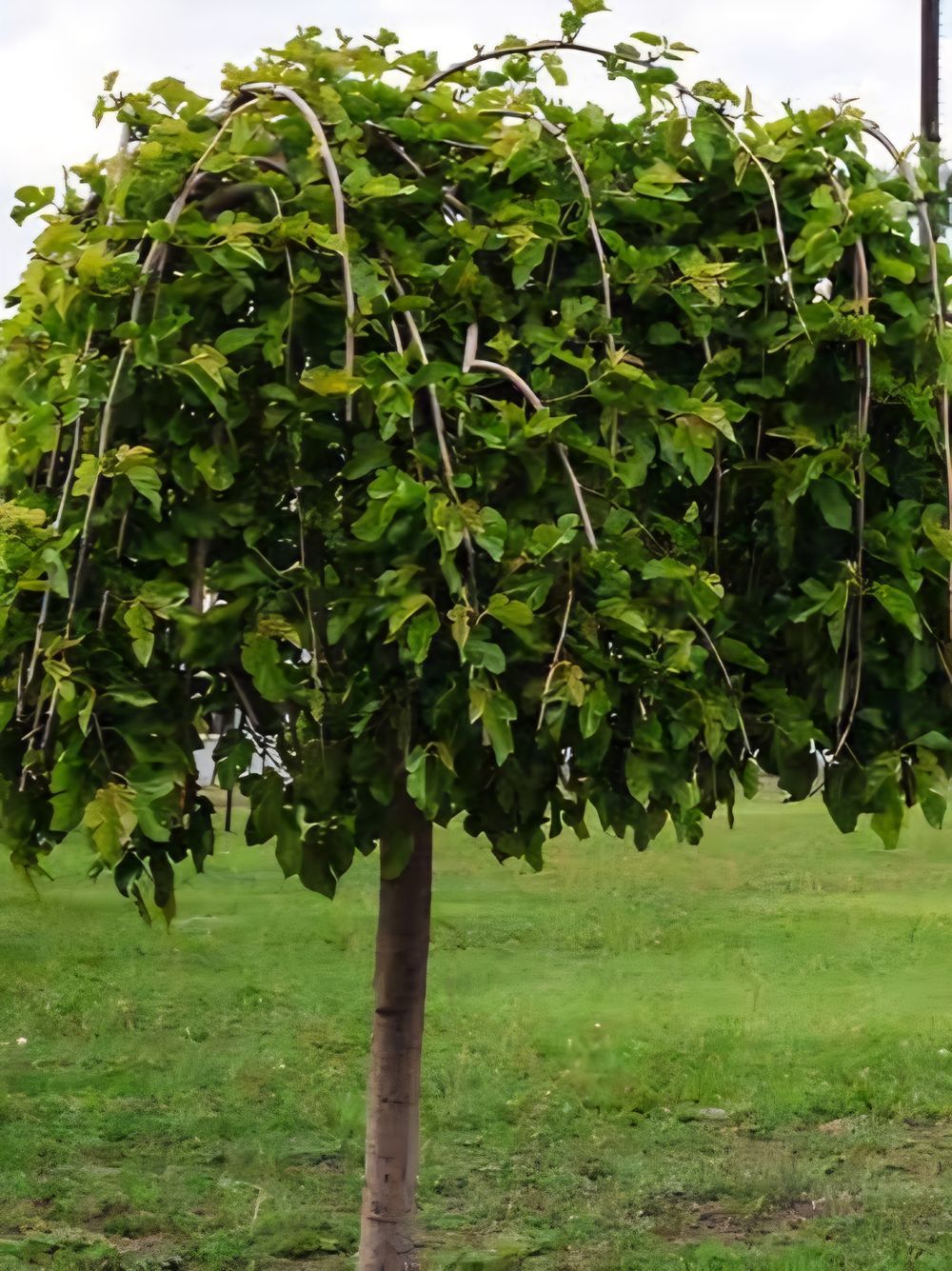 Mulberry Weeping Std (45lt)