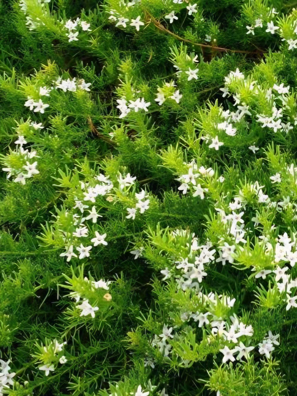 Myoporum parvifolium Fine Leaf (14cm)