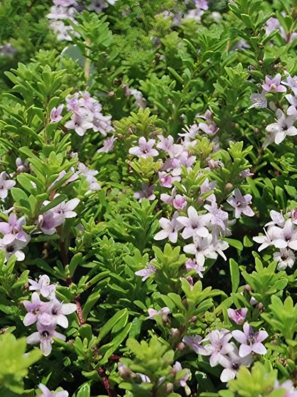 Myoporum parvifolium Pink (14cm)