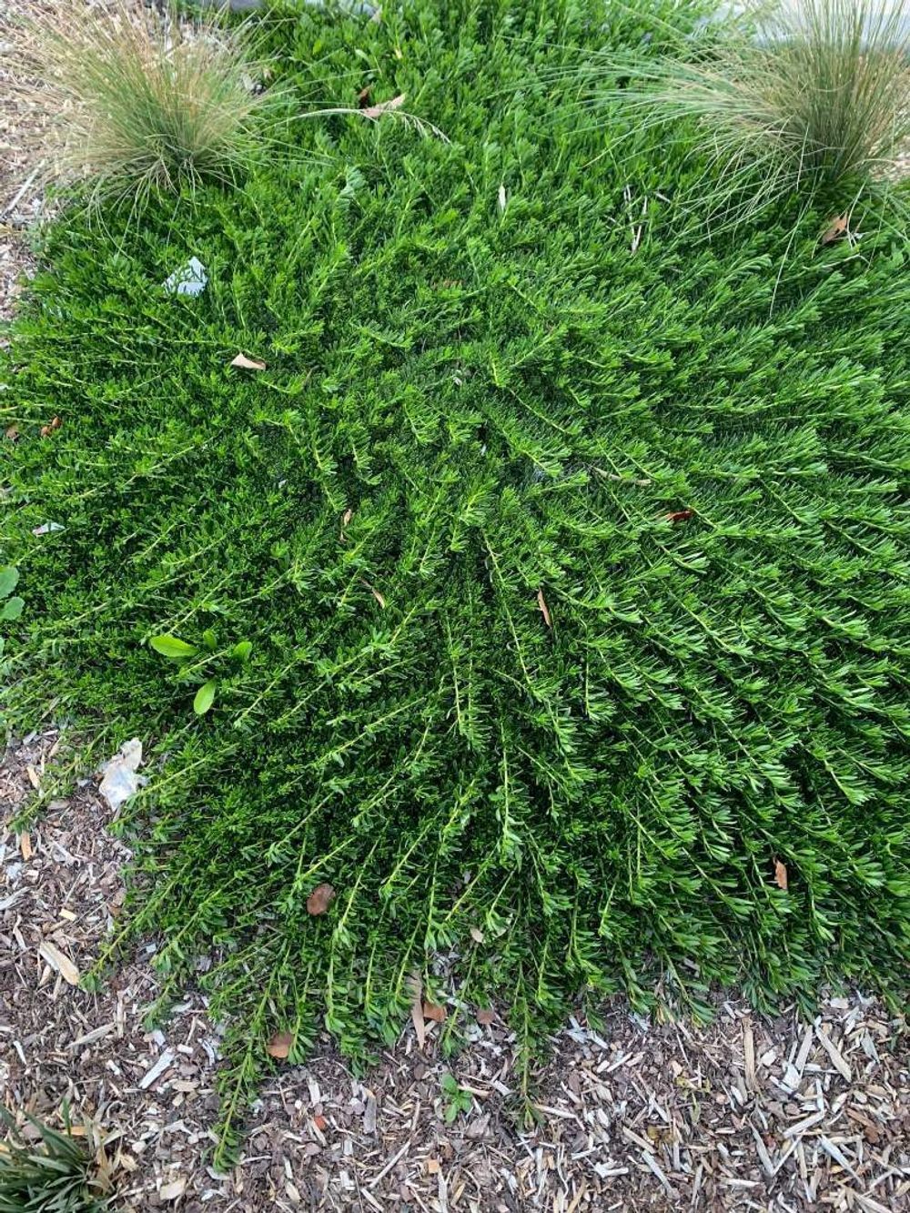 Myoporum parvifolium Yareena (14cm)