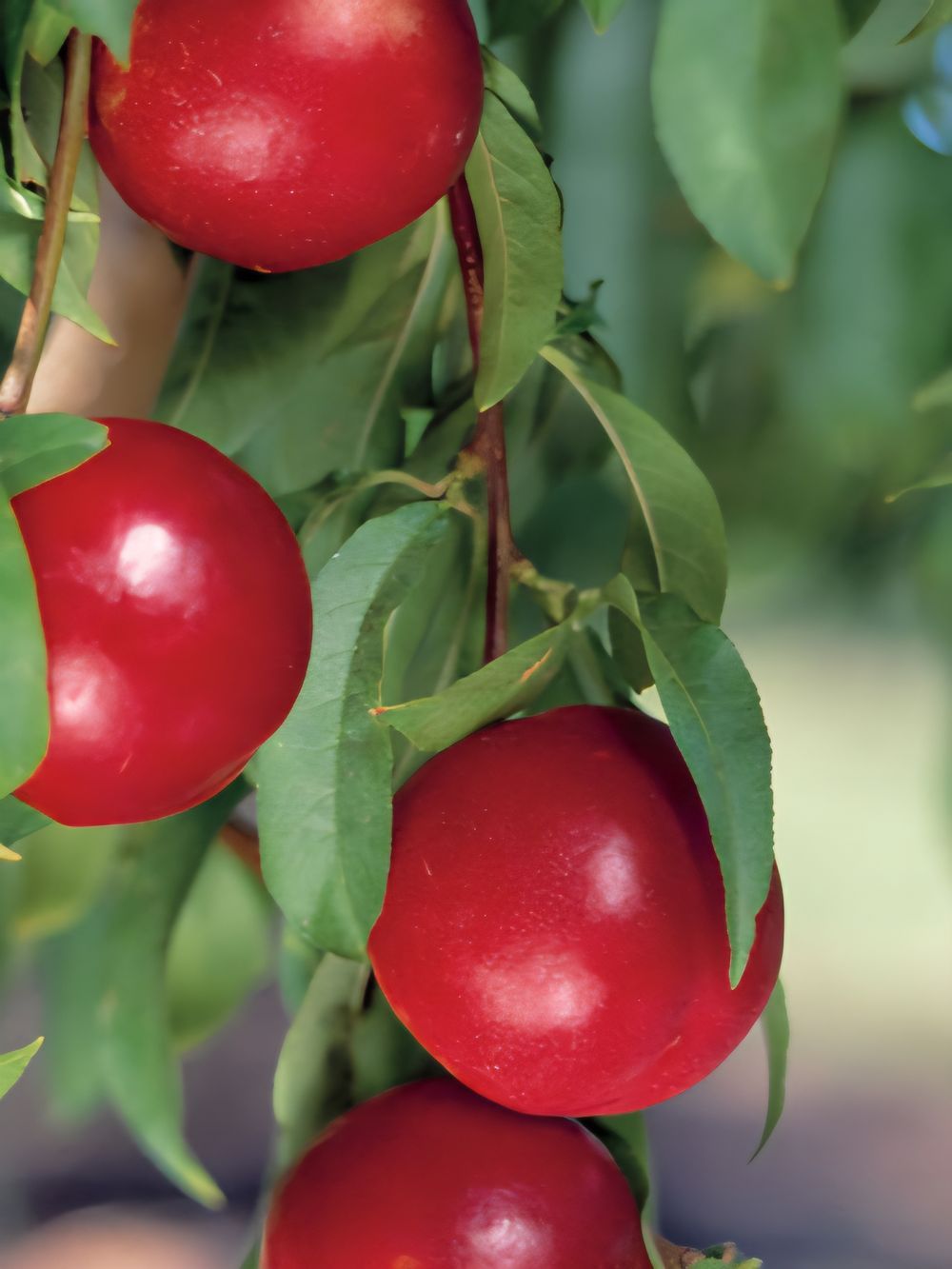 Nectarine Arctic Rose (25lt)