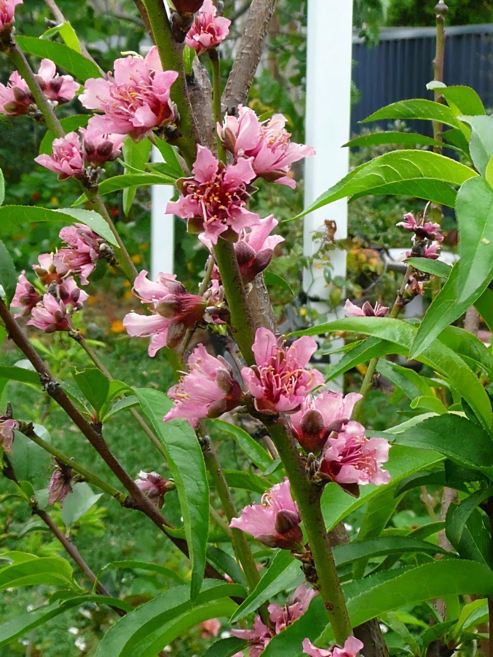 Nectarine Fairlane (25lt)