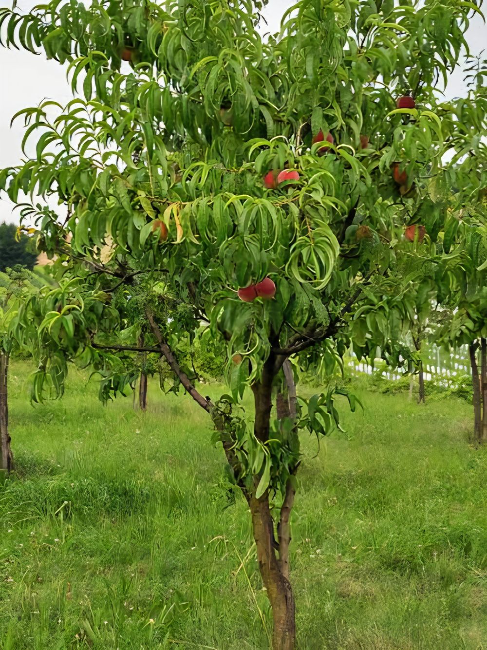 Nectarine Fanstasia (25lt)
