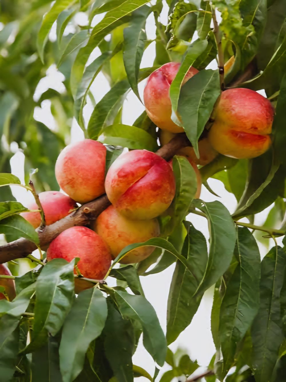 Nectarine Maygrand (25lt)