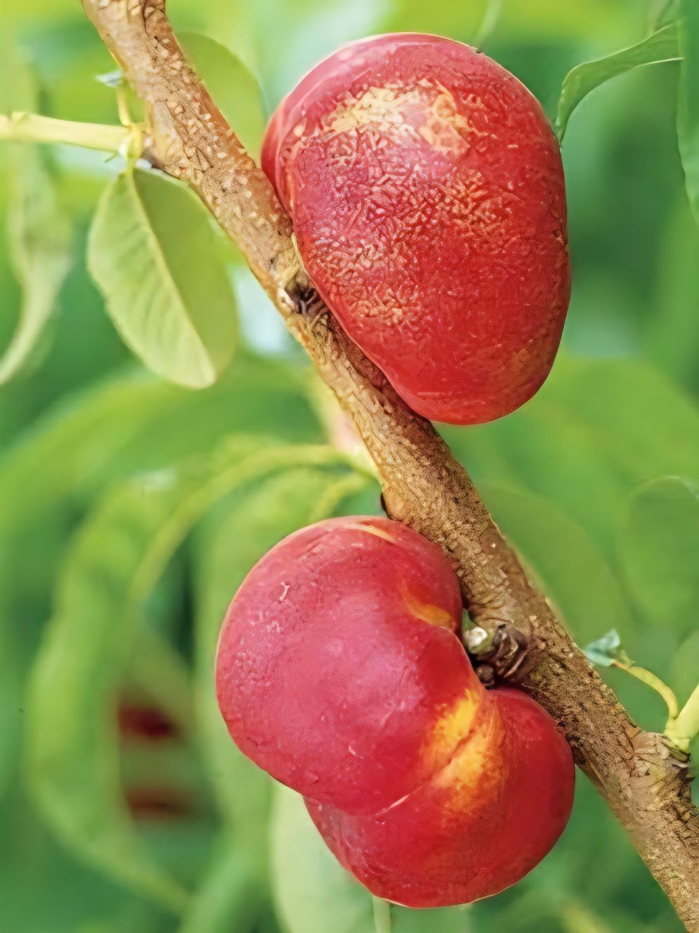 Nectarine Okee Dokee (25lt)