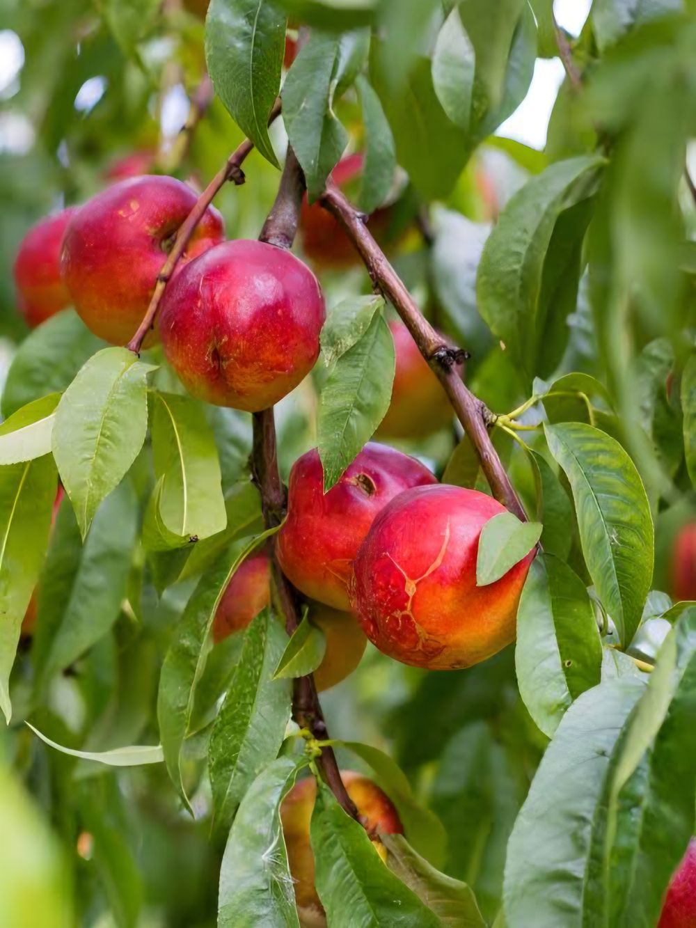 Nectarine Sunlite (25lt)