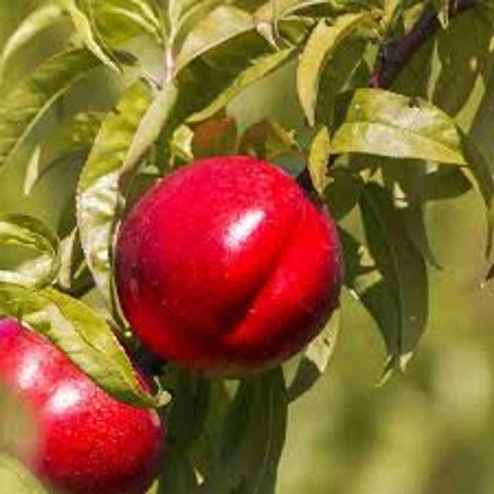 Nectarine Sunwright (25lt)