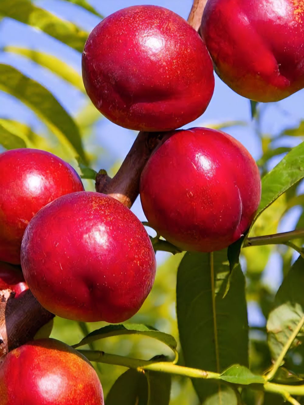 Nectarine Dwarf Crimson Baby (25lt)