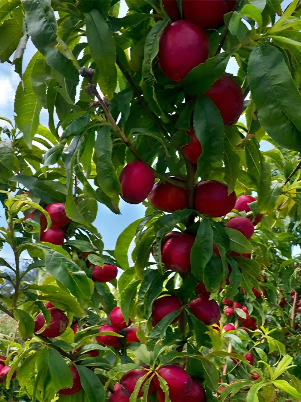 Nectarine Dwarf Fantasia (4lt)
