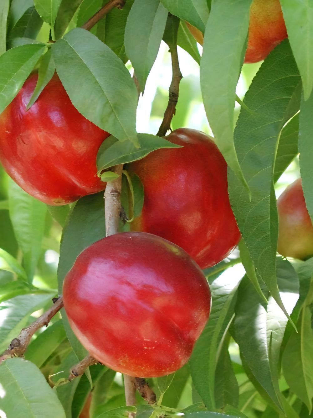 Nectarine Dwarf Flavourtop (25lt)