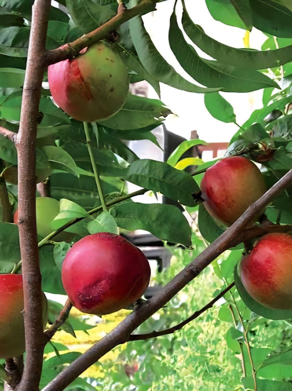 Nectarine Goldmine dwarf (15lt)