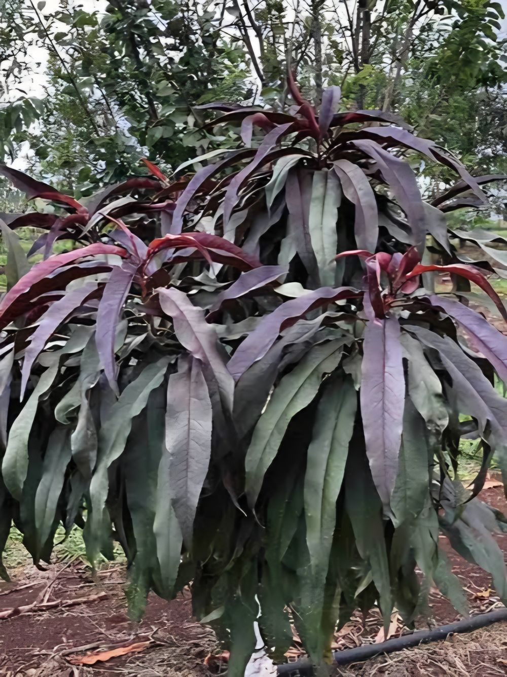 Nectarine Dwarf Super Sunset (25lt)