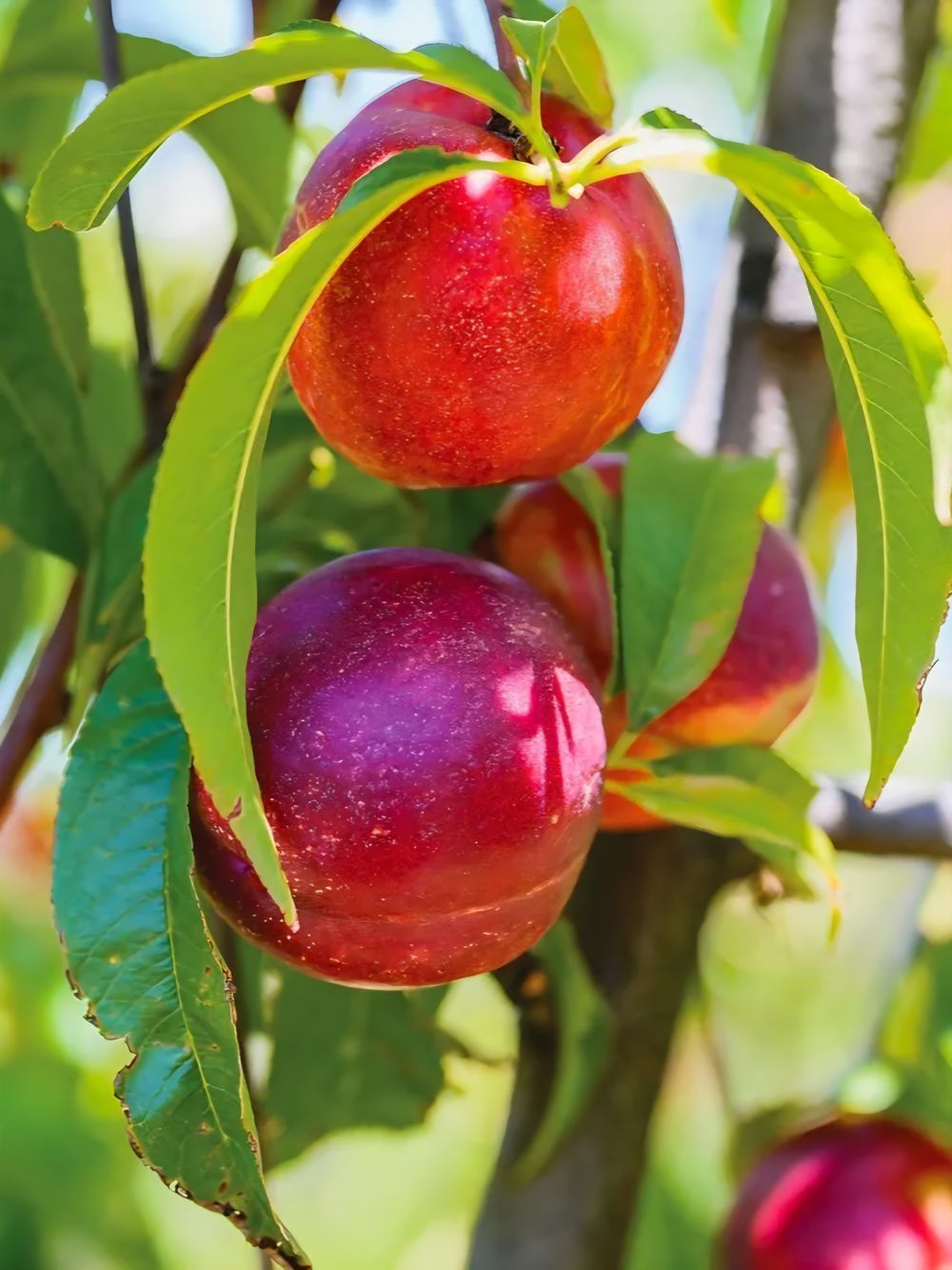 Nectarine Dwarf Trixzee Nectazee (25lt)