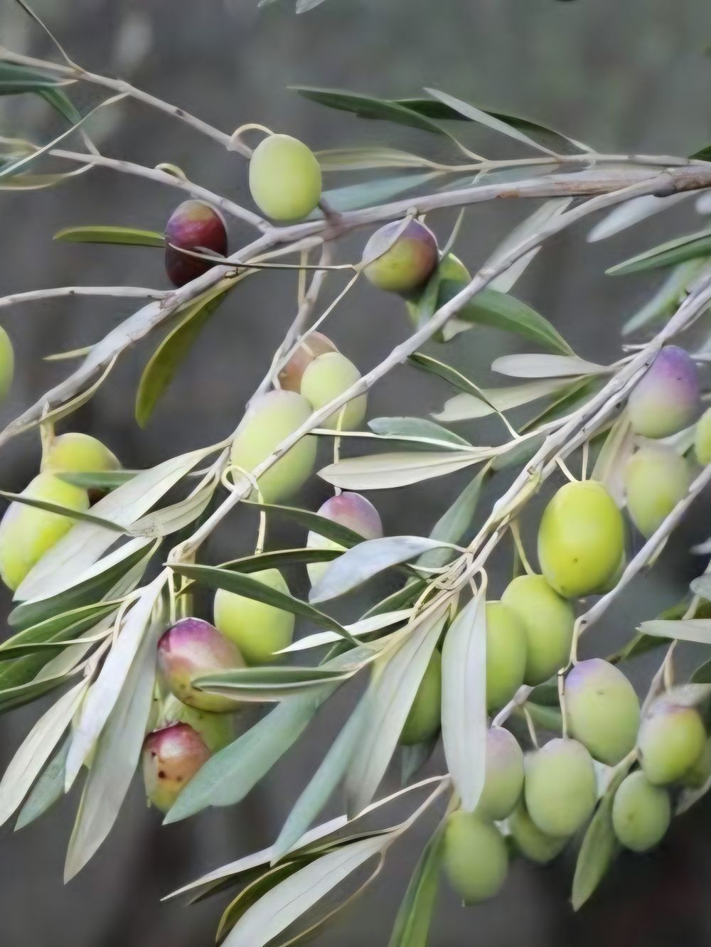 Olive California Queen (25Llt)