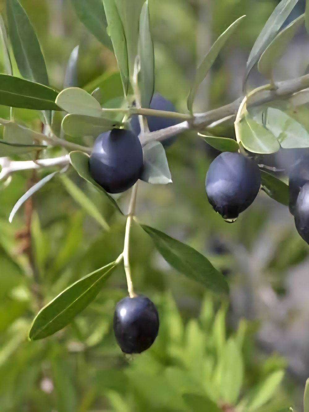 Olive Kalamata (25lt)