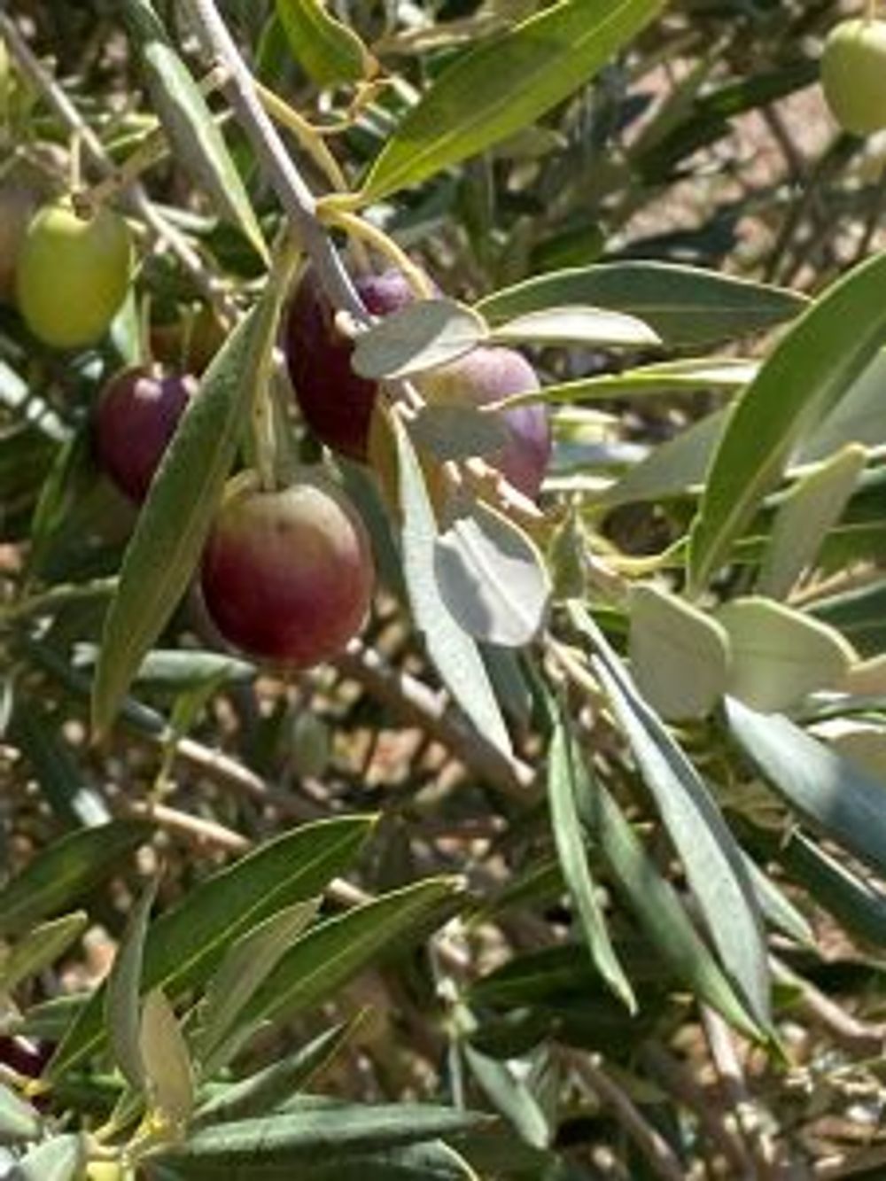 Olive New Norca Mission (4lt)