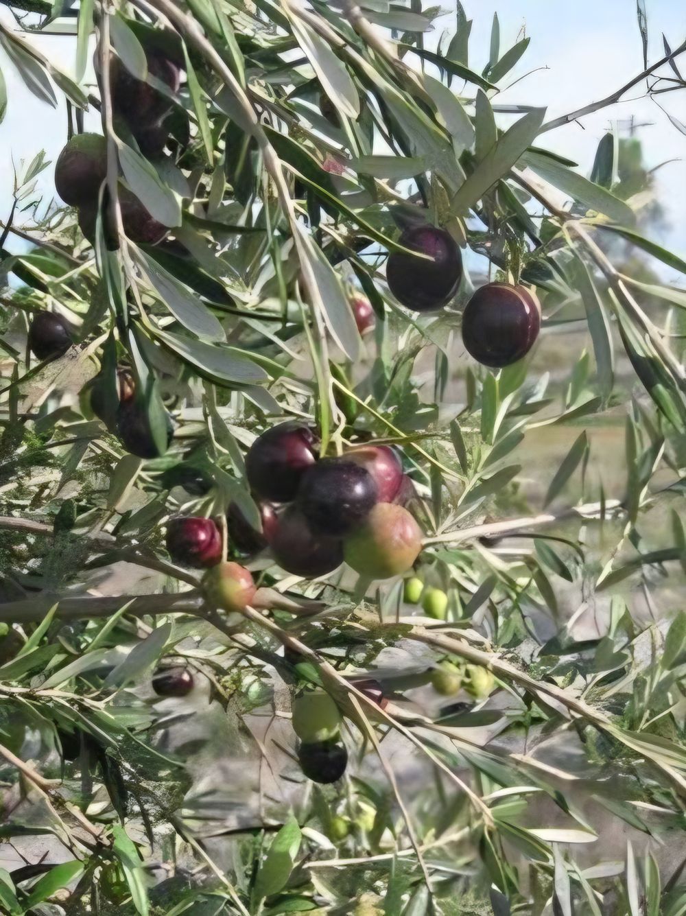 Olive Mission (17.5 cm)