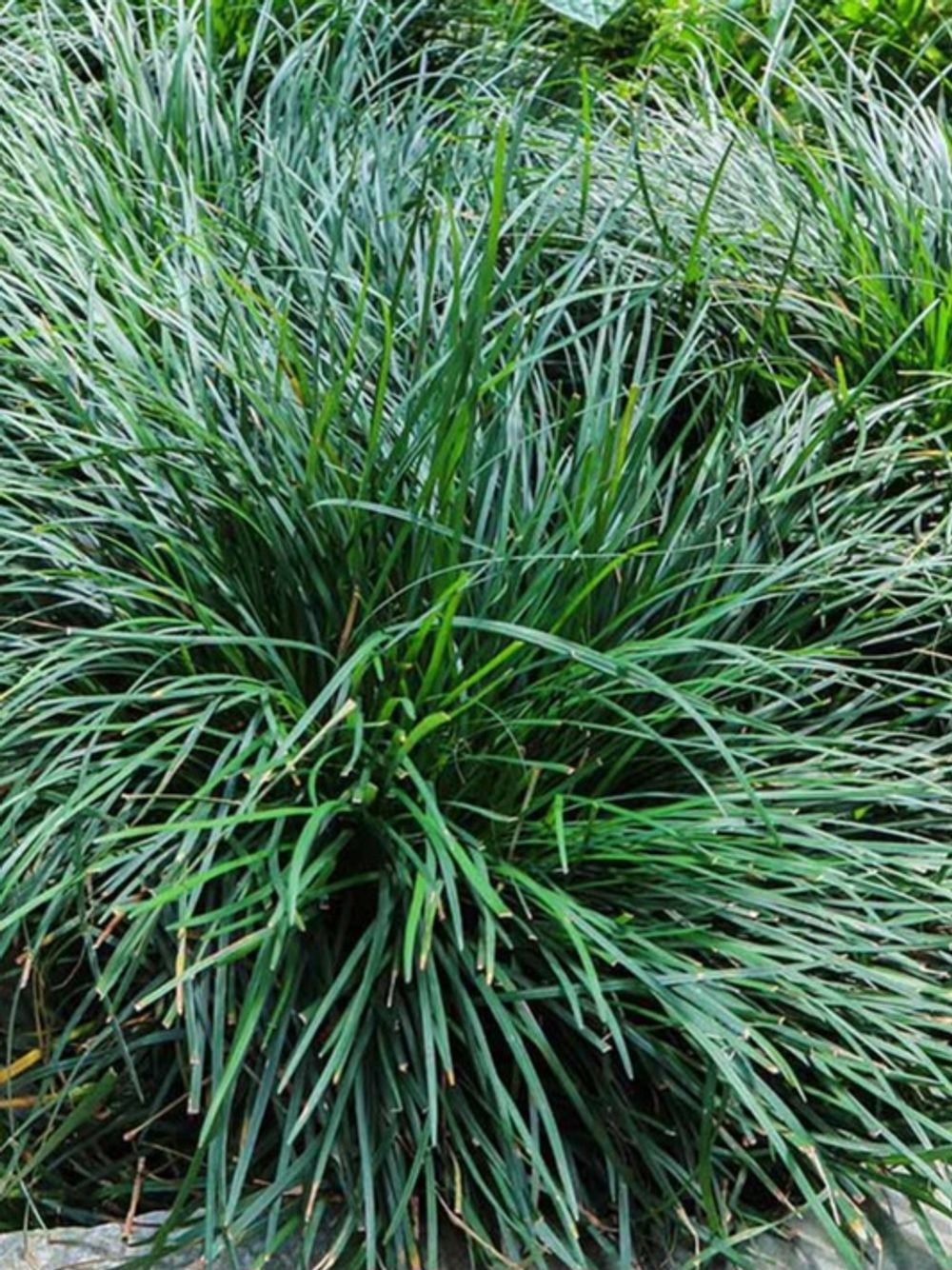 OPHIOPOGON MONDO GRASS (14CM)