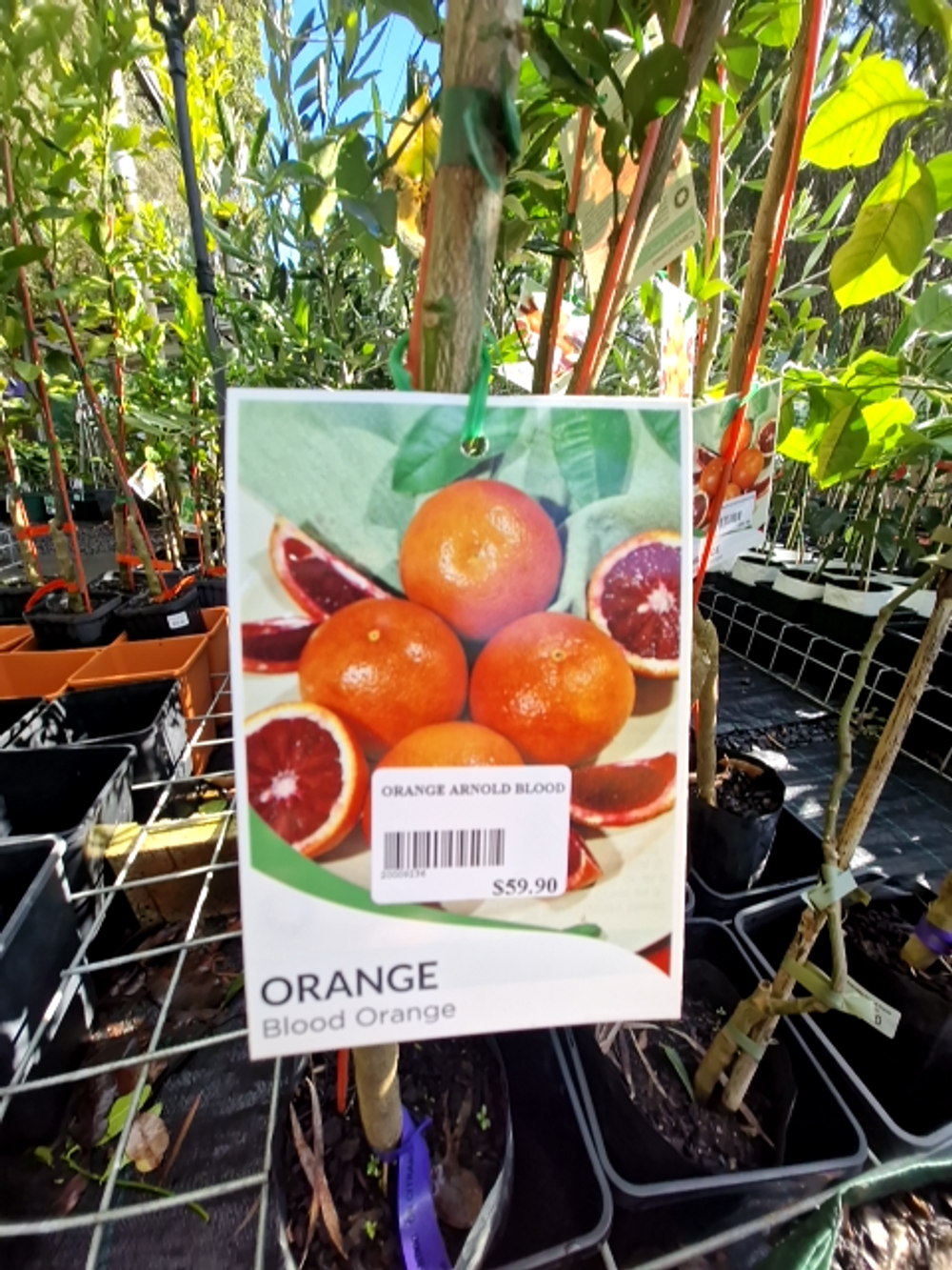 ORANGE ARNOLD BLOOD (6LT)