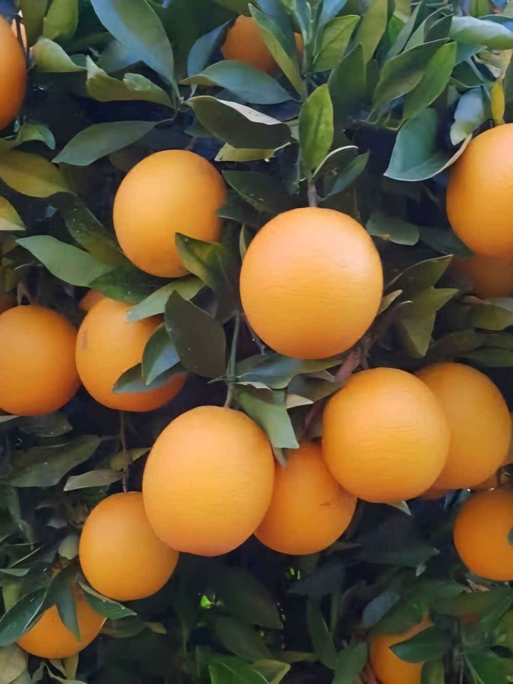 Orange Midnight Seedless (4lt)