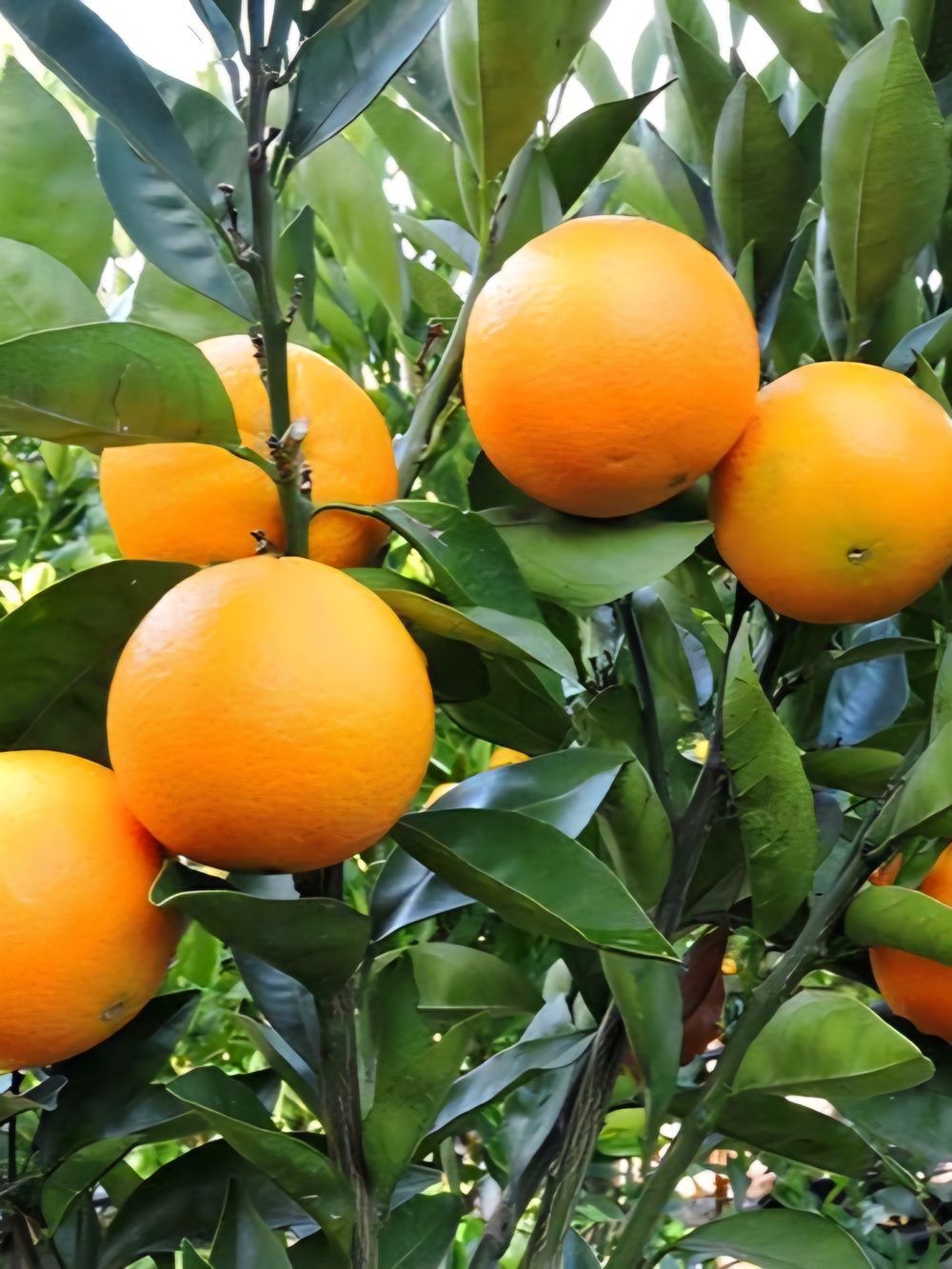Orange Washington Navel (6lt)