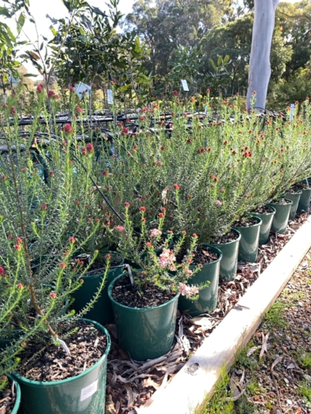 OZOTHAMNUS RED GINGHAM (20CM)