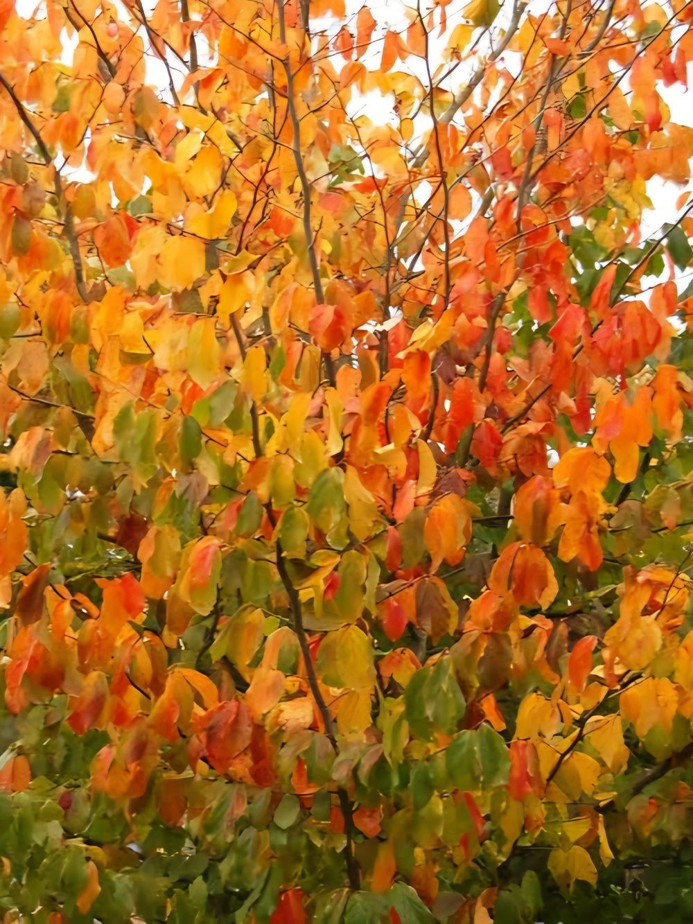 Parotia persica Persian Witch Hazel (45lt)