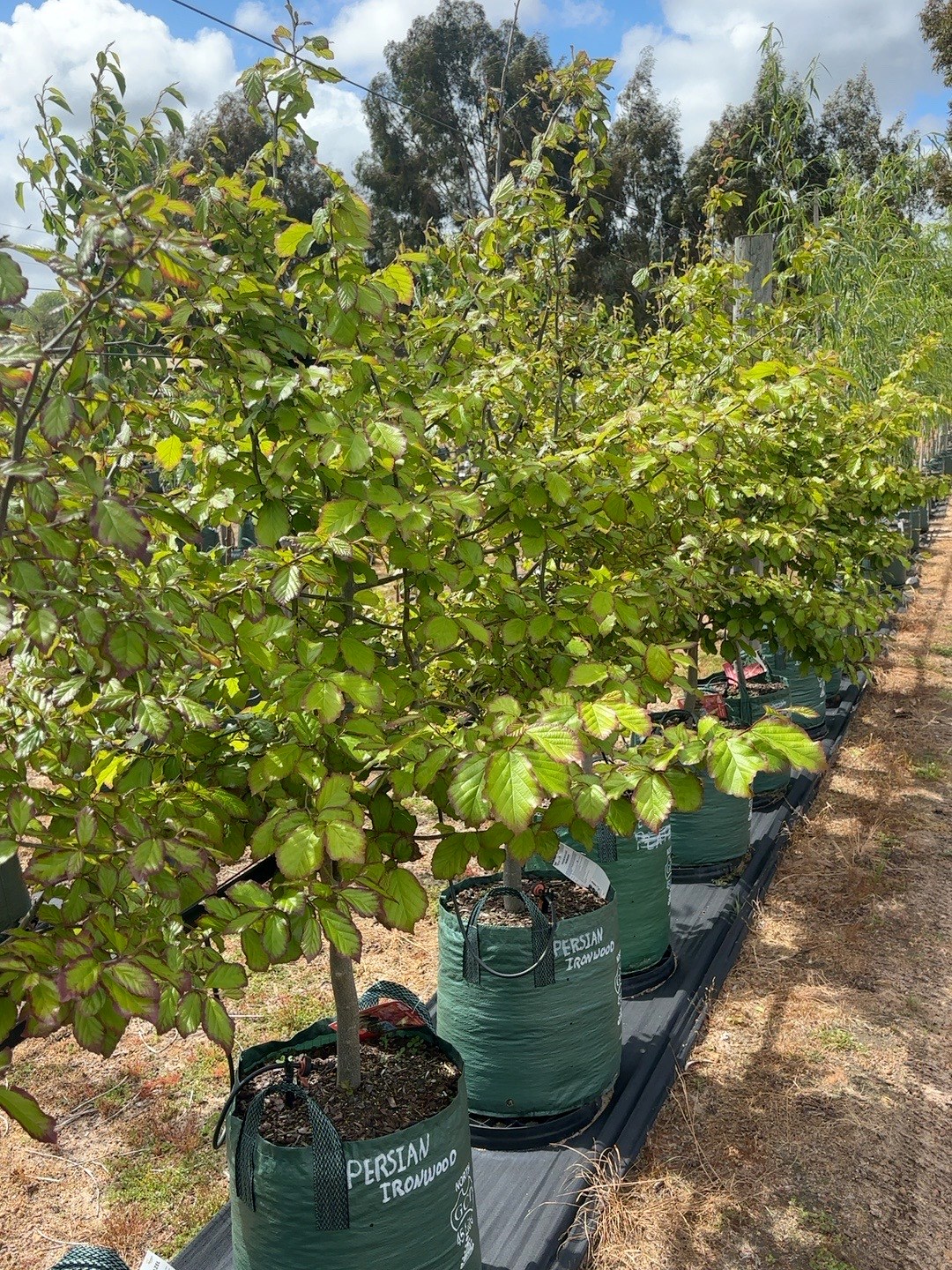 Parotia persica Persian Witch Hazel (45lt)